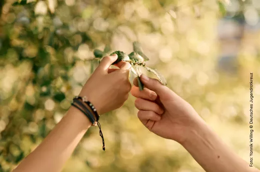 Zwei Hände fassen an Blätter einer Pflanze.